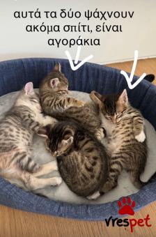 Ράτσα: Άγνωστο - Ημίαιμο | Ηλικία: 2 μηνών | Φύλο: Αρσενικό | Αρ. Microchip: 000000000000000000000 | Ημίαιμο | Περιοχή: Χαϊδάρι, Αττική