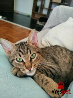 Ράτσα: Άγνωστο - Ημίαιμο | Ηλικία: 4 μηνών | Φύλο: Αρσενικό | Αρ. Microchip: 0 | Ημίαιμο | Περιοχή: Γλυφάδα, Αττική