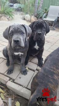 Ράτσα: Κανέ Κόρσο - Cane Corso | Ηλικία: 3 μηνών | Φύλο: Αρσενικό | Αρ. Microchip: 985113132734721 | Ιδιώτης | Εκπαιδευμένο | Pedigree | Περιοχή: Αθήνα, Αττική