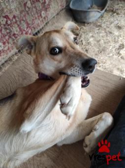 Ράτσα: Άγνωστο - Ημίαιμο | Ηλικία: 5+ | Φύλο: Θηλυκό | Αρ. Microchip: - | Περιοχή: Νέα Σμύρνη, Αττική