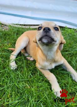 Ράτσα: Άγνωστο - Ημίαιμο | Ηλικία: 3 μηνών | Φύλο: Αρσενικό | Αρ. Microchip: 00000000000000 | Περιοχή: Θερμαϊκός, Θεσσαλονίκη