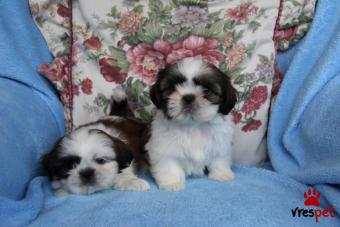 Ράτσα: Σιχ Τσού - Shih Tzu | Ηλικία: 3 μηνών | Φύλο: Αρσενικό | Αρ. Microchip: 809000280404060 | Ιδιώτης | Εκπαιδευμένο | Pedigree | Περιοχή: Αθήνα, Αττική
