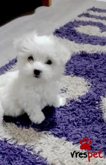 Ράτσα: Μαλτέζ - Maltese | Ηλικία: 2,5 μηνών | Φύλο: Αρσενικό | Αρ. Microchip: 941000011449195 | Ιδιώτης | Περιοχή: Καλαμαριά, Θεσσαλονίκη