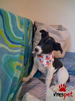 Ράτσα: Άλλη Ράτσα | Ηλικία: 3 μηνών | Φύλο: Θηλυκό | Αρ. Microchip: 9012362545478 | Ημίαιμο | Περιοχή: Λαυρεωτική, Αττική