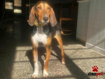 Ράτσα: Άγνωστο - Ημίαιμο | Ηλικία: 1 έτους | Φύλο: Αρσενικό | Αρ. Microchip: Κενο | Περιοχή: Νέα Σμύρνη, Αττική