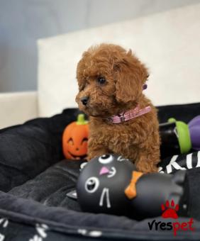 Ράτσα: Κανίς Βερικοκί - Caniche apricot | Ηλικία: 2,5 μηνών | Φύλο: Αρσενικό | Αρ. Microchip: 902268012070290 | Ιδιώτης | Εκπαιδευμένο | Pedigree | Περιοχή: Αθήνα, Αττική