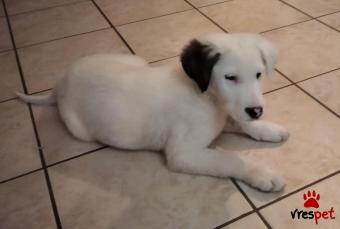 Ράτσα: Ντόγκο Αρζεντίνο - Dogo Argentino | Ηλικία: 3 μηνών | Φύλο: Θηλυκό | Αρ. Microchip: 0 | Ιδιώτης | Ημίαιμο | Περιοχή: Μώλος Άγιος Κωνσταντίνος, Στερεά Ελλάδα