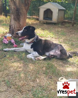 Ράτσα: Άγνωστο - Ημίαιμο | Ηλικία: 5+ | Φύλο: Αρσενικό | Αρ. Microchip: - | Ημίαιμο | Περιοχή: Νέα Σμύρνη, Αττική