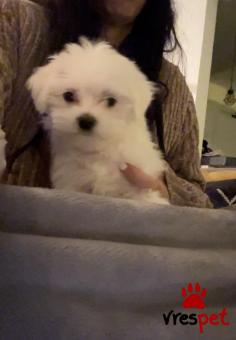 Ράτσα: Μαλτέζ - Maltese | Ηλικία: 2,5 μηνών | Φύλο: Αρσενικό | Αρ. Microchip: 900204001298447 | Ιδιώτης | Περιοχή: Αγιά Παρασκευή, Αττική