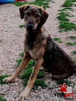 Ράτσα: Άγνωστο - Ημίαιμο | Ηλικία: 1 έτους | Φύλο: Θηλυκό | Αρ. Microchip: - | Περιοχή: Κιλκίς, Μακεδονία