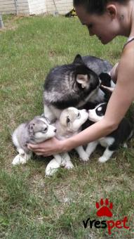 Ράτσα: Σιβηριανός Χάσκι - Siberian Husky | Ηλικία: 2 μηνών | Φύλο: Θηλυκό | Αρ. Microchip: 978101082345643 | Ιδιώτης | Εκπαιδευμένο | Pedigree | Περιοχή: Αθήνα, Αττική