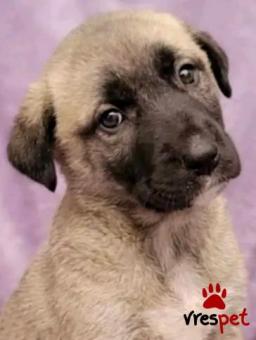 Ράτσα: Άγνωστο - Ημίαιμο | Ηλικία: 2 μηνών | Φύλο: Θηλυκό | Αρ. Microchip: - | Περιοχή: Κιλκίς, Μακεδονία