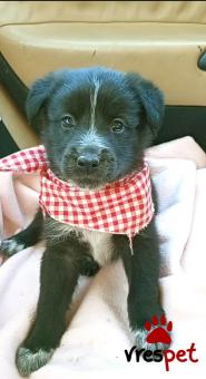 Ράτσα: Γκόλντεν Ριτρίβερ - Golden Retriever | Ηλικία: 2 μηνών | Φύλο: Θηλυκό | Αρ. Microchip: 0 | Περιοχή: Μινώα Πεδιάδα, Κρήτη