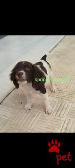 Ράτσα: Σπάνιελ Βασιλιά Καρόλου Καφέ - King Charles Spaniel | Ηλικία: 2,5 μηνών | Φύλο: Αρσενικό | Αρ. Microchip: 5 | Περιοχή: Πύργος, Πελλοπόνησος