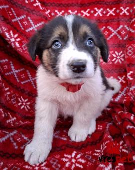 Ράτσα: Άγνωστο - Ημίαιμο | Ηλικία: 2 μηνών | Φύλο: Αρσενικό | Αρ. Microchip: 0 | Ημίαιμο | Περιοχή: Γλυφάδα, Αττική