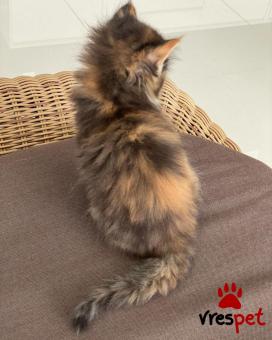 Ράτσα: Μαίην Κουν | Ηλικία: 3 μηνών | Φύλο: Θηλυκό | Αρ. Microchip: 90226900619804 | Ιδιώτης | Pedigree | Περιοχή: Αθήνα, Αττική