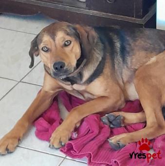 Ράτσα: Ελληνικός Ιχνηλάτης - Γκέκας | Ηλικία: 3 ετών | Φύλο: Θηλυκό | Αρ. Microchip: 9012362545478 | Ημίαιμο | Περιοχή: Λαυρεωτική, Αττική