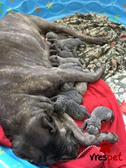 Ράτσα: Κανέ Κόρσο - Cane Corso | Ηλικία: 2,5 μηνών | Φύλο: Αρσενικό | Αρ. Microchip: 985113009734721 | Ιδιώτης | Εκπαιδευμένο | Pedigree | Περιοχή: Αθήνα, Αττική