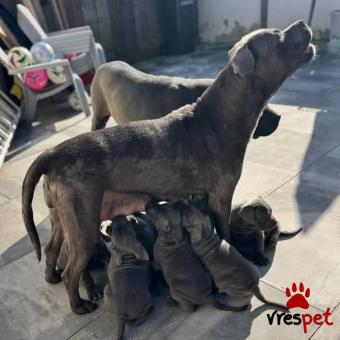 Ράτσα: Κανέ Κόρσο - Cane Corso | Ηλικία: 3 μηνών | Φύλο: Θηλυκό | Αρ. Microchip: 978101082601678 | Ιδιώτης | Εκπαιδευμένο | Pedigree | Περιοχή: Αθήνα, Αττική