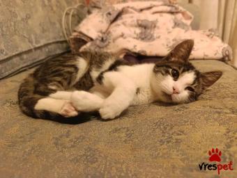 Ράτσα: Άγνωστο - Ημίαιμο | Ηλικία: 4 μηνών | Φύλο: Αρσενικό | Αρ. Microchip: - | Περιοχή: Νέα Σμύρνη, Αττική