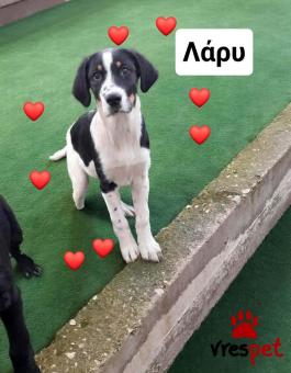 Ράτσα: Σέτερ Λάβερακ - Setter laverack | Ηλικία: 5 μηνών | Φύλο: Αρσενικό | Αρ. Microchip: 9012362545478 | Ημίαιμο | Περιοχή: Λαυρεωτική, Αττική