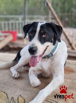 Ράτσα: Λαμπραντόρ - Labrador | Ηλικία: 1 έτους | Φύλο: Αρσενικό | Αρ. Microchip: 123456789ⁿ | Εκπαιδευμένο | Ημίαιμο | Περιοχή: Νίκαια Άγιος Ιωάννης Ρέντης, Αττική