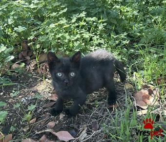Ράτσα: Άγνωστο - Ημίαιμο | Ηλικία: 4 μηνών | Φύλο: Αρσενικό | Αρ. Microchip: 0000 | Περιοχή: Μάνδρα Ειδύλλια, Αττική