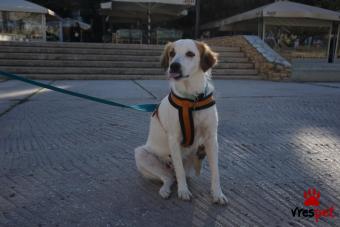 Ράτσα: Άγνωστο - Ημίαιμο | Ηλικία: 1 έτους | Φύλο: Θηλυκό | Αρ. Microchip: 999999999 | Ημίαιμο | Περιοχή: Νέα Σμύρνη, Αττική