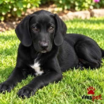 Ράτσα: Λαμπραντόρ - Labrador | Ηλικία: 6 μηνών | Φύλο: Θηλυκό | Αρ. Microchip: 0 | Ημίαιμο | Περιοχή: Γλυφάδα, Αττική