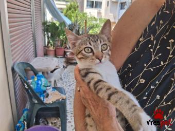 Ράτσα: Άγνωστο - Ημίαιμο | Ηλικία: 4 μηνών | Φύλο: Αρσενικό | Αρ. Microchip: 000000000000000000000 | Ημίαιμο | Περιοχή: Χαϊδάρι, Αττική