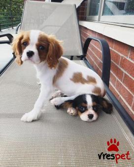 Ράτσα: Σπάνιελ Βασιλιά Καρόλου Καφέ - King Charles Spaniel | Ηλικία: 2,5 μηνών | Φύλο: Αρσενικό | Αρ. Microchip: 985113070734721 | Ιδιώτης | Εκπαιδευμένο | Pedigree | Περιοχή: Αθήνα, Αττική