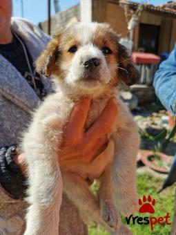 Ράτσα: Άγνωστο - Ημίαιμο | Ηλικία: 2,5 μηνών | Φύλο: Θηλυκό | Αρ. Microchip: - | Περιοχή: Αλεξάνδρεια, Μακεδονία