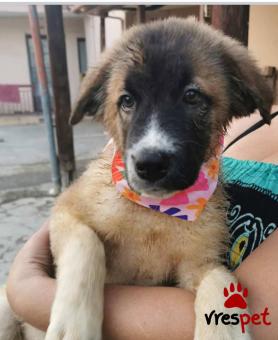 Ράτσα: Ελληνικός Ποιμενικός - Greek Shepherd | Ηλικία: 4 μηνών | Φύλο: Θηλυκό | Αρ. Microchip: - | Ημίαιμο | Περιοχή: Θεσσαλονίκη, Θεσσαλονίκη