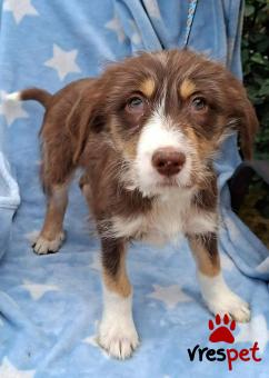 Ράτσα: Άγνωστο - Ημίαιμο | Ηλικία: 3 μηνών | Φύλο: Θηλυκό | Αρ. Microchip: 0 | Ημίαιμο | Περιοχή: Γλυφάδα, Αττική