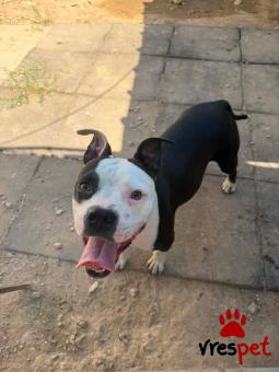 Ράτσα: Πίτ μπούλ - pitbull | Ηλικία: 2 ετών | Φύλο: Θηλυκό | Αρ. Microchip: 000000000 | Περιοχή: Νίκαια Άγιος Ιωάννης Ρέντης, Αττική