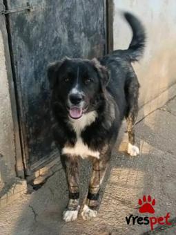 Ράτσα: Άγνωστο - Ημίαιμο | Ηλικία: 7 μηνών | Φύλο: Αρσενικό | Αρ. Microchip: - | Περιοχή: Κιλκίς, Μακεδονία