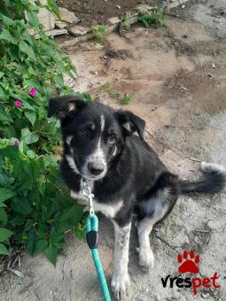 Ράτσα: Ελληνικός Ποιμενικός - Greek Shepherd | Ηλικία: 5 μηνών | Φύλο: Θηλυκό | Αρ. Microchip: 94000063251425 | Εκπαιδευμένο | Ημίαιμο | Περιοχή: Λαυρεωτική, Αττική