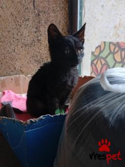 Ράτσα: Άγνωστο - Ημίαιμο | Ηλικία: 2 μηνών | Φύλο: Θηλυκό | Αρ. Microchip: 000000000000000000000 | Ημίαιμο | Περιοχή: Χαϊδάρι, Αττική