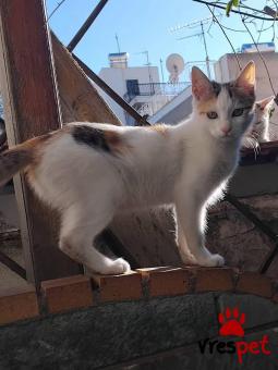 Ράτσα: Άγνωστο - Ημίαιμο | Ηλικία: 5 μηνών | Φύλο: Θηλυκό | Αρ. Microchip: 000000000000000000000 | Ημίαιμο | Περιοχή: Χαϊδάρι, Αττική