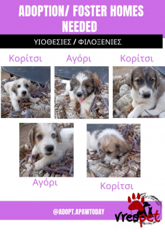 Ράτσα: Άγνωστο - Ημίαιμο | Ηλικία: 2 μηνών | Φύλο: Αρσενικό | Αρ. Microchip: - | Περιοχή: Νέα Σμύρνη, Αττική