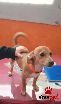 Ράτσα: Κοκόνι - Kokoni | Ηλικία: 5 μηνών | Φύλο: Αρσενικό | Αρ. Microchip: 9012362545478 | Ημίαιμο | Περιοχή: Λαυρεωτική, Αττική