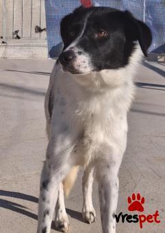 Ράτσα: Ελληνικός Ποιμενικός - Greek Shepherd | Ηλικία: 1 έτους | Φύλο: Θηλυκό | Αρ. Microchip: 000000000000000000000 | Ημίαιμο | Περιοχή: Χαϊδάρι, Αττική