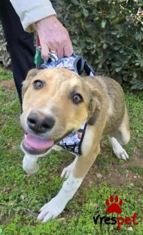 Ράτσα: Άγνωστο - Ημίαιμο | Ηλικία: 4 μηνών | Φύλο: Θηλυκό | Αρ. Microchip: 0 | Ημίαιμο | Περιοχή: Γλυφάδα, Αττική