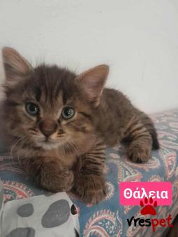 Ράτσα: Άγνωστο - Ημίαιμο | Ηλικία: 2 μηνών | Φύλο: Θηλυκό | Αρ. Microchip: 900000000000000 | Ημίαιμο | Περιοχή: Πεύκη, Αττική