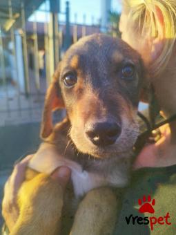 Ράτσα: Άγνωστο - Ημίαιμο | Ηλικία: 3 μηνών | Φύλο: Θηλυκό | Αρ. Microchip: 000000000000008 | Περιοχή: Καλύβια Θορικού, Αττική