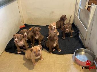 Ράτσα: Πίτ μπούλ - pitbull | Ηλικία: 2,5 μηνών | Φύλο: Αρσενικό | Αρ. Microchip: 9727378331876824 | Ιδιώτης | Pedigree | Περιοχή: Αθήνα, Αττική