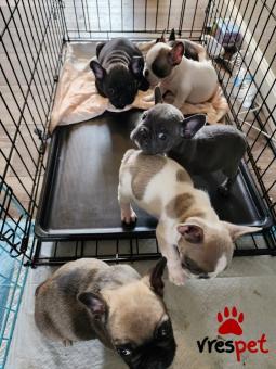 Ράτσα: Γαλλικό Μπουλντόγκ - Bulldog | Ηλικία: 3 μηνών | Φύλο: Αρσενικό | Αρ. Microchip: 978101082345678 | Ιδιώτης | Εκπαιδευμένο | Pedigree | Περιοχή: Αθήνα, Αττική