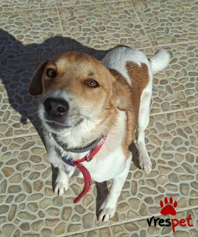 Ράτσα: Τζακ Ράσελ Τεριέ - Jack Russell Terrier | Ηλικία: 2 ετών | Φύλο: Αρσενικό | Αρ. Microchip: 0 | Ημίαιμο | Περιοχή: Γλυφάδα, Αττική