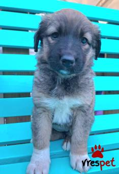 Ράτσα: Άγνωστο - Ημίαιμο | Ηλικία: 2 μηνών | Φύλο: Θηλυκό | Αρ. Microchip: 0 | Ημίαιμο | Περιοχή: Γλυφάδα, Αττική