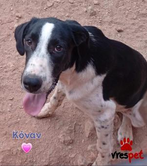 Ράτσα: Άγνωστο - Ημίαιμο | Ηλικία: 8 μηνών | Φύλο: Θηλυκό | Αρ. Microchip: 000000000000000000000 | Ημίαιμο | Περιοχή: Χαϊδάρι, Αττική